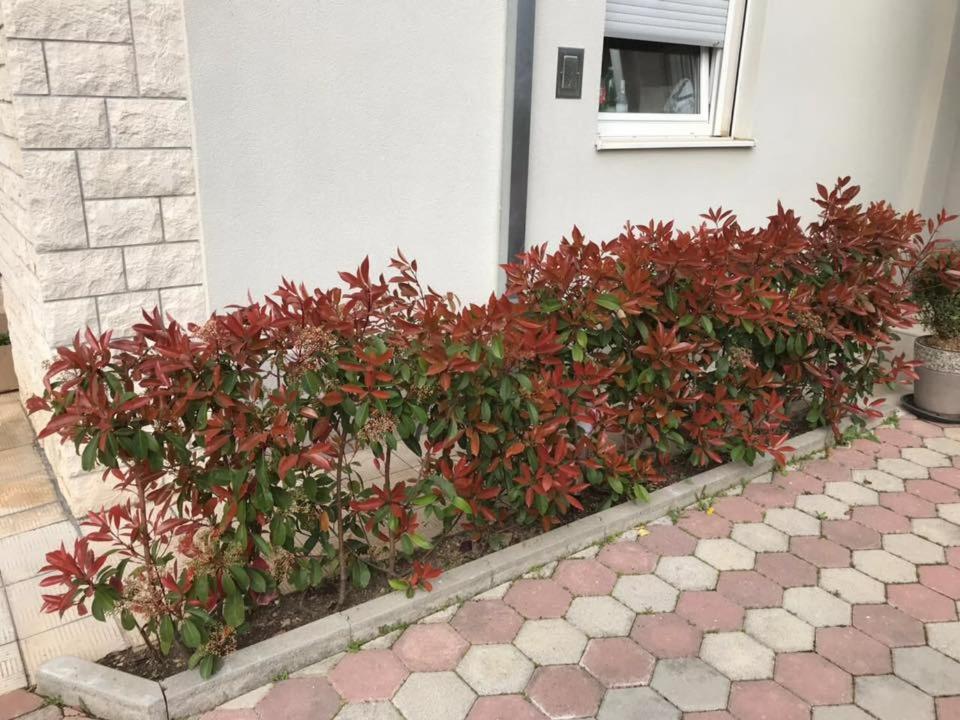 Apartmani Mane تروغير المظهر الخارجي الصورة